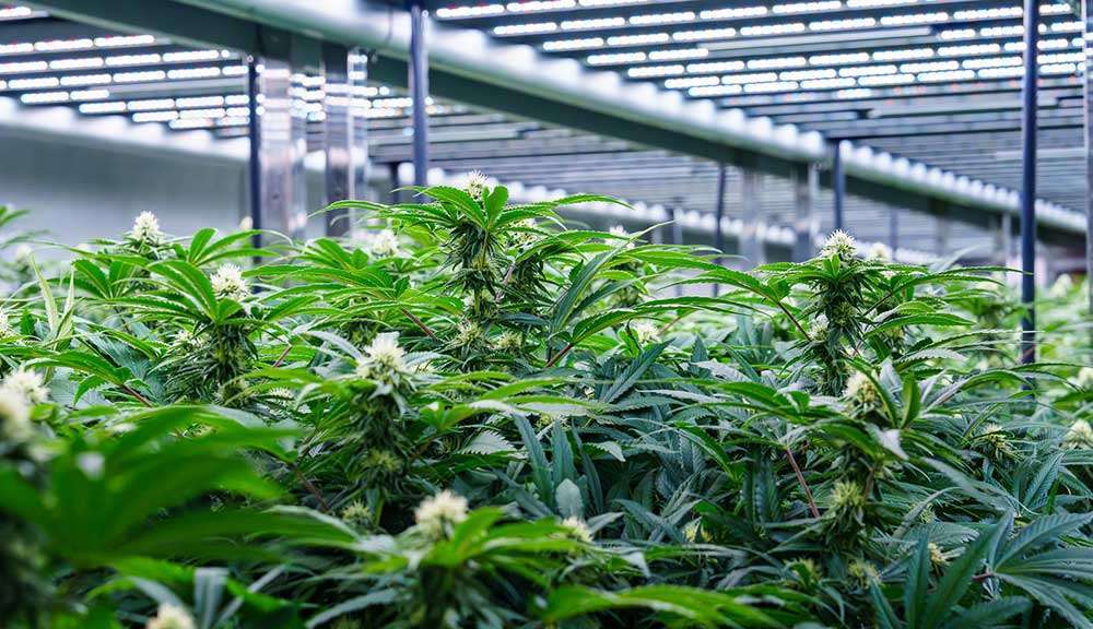 flowering_cannabis_under_multi_tier_leds