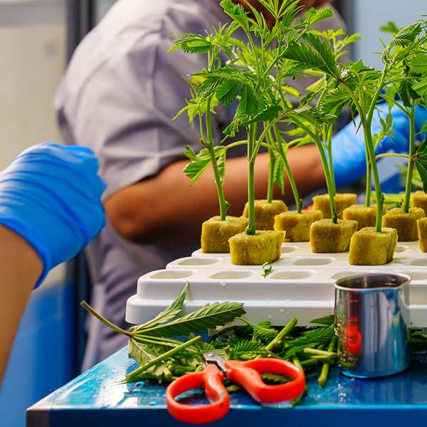 staff_preparing_cannabis_clone-pc