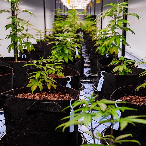 young_cannabis_plants_mother